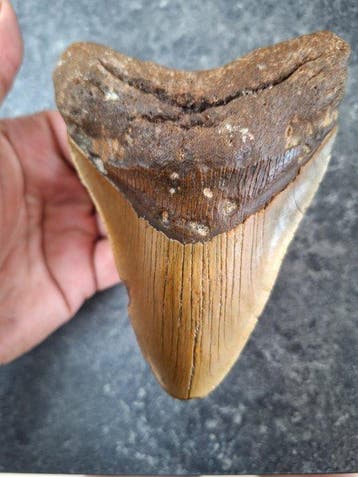 Megalodon - Fossiele tand - 12.3 cm - 9 cm