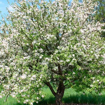 Appel Golden Delicious container (P18) Roze, Wit, Verzenden