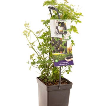 Braam Thornless Evergreen container (P18) Wit, Verzenden
