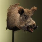 Wild Zwijn Groot Taxidermie Opgezette Dieren By Max, Ophalen of Verzenden, Nieuw, Wild dier, Opgezet dier