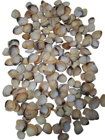 Yellow Chippy Schelpen Naturel 1 kilo, Ophalen of Verzenden, Nieuw