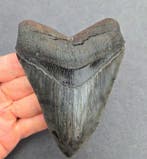 *Georgia USA* Megalodon - Fossiele tanden - 112 mm - 90 mm