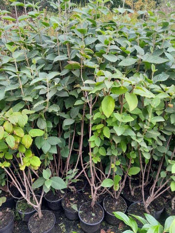 bosplantsoen in pot Viburnum lantana Wollige sneeuwbal, Ophalen of Verzenden, Vaste plant, Overige soorten