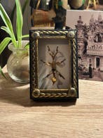 Insekt Taxidermie volledige montage - Extatosoma tiaratum -, Nieuw