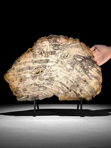 C - Prachtige schijf versteend hout op een aangepaste
