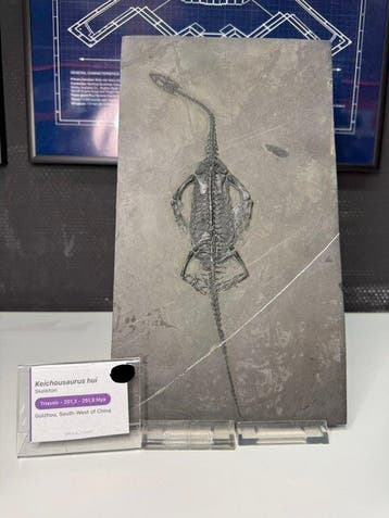 Zeereptiel - Gefossiliseerd geleed skelet - Keichousaurus