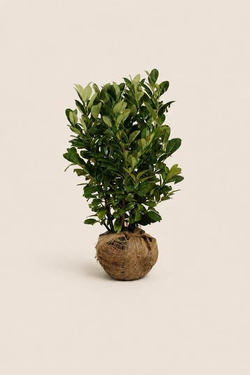 Laurier Rotundifolia | Volle groene privacyhaag, Verzenden, Laurier, Haag, 100 tot 250 cm