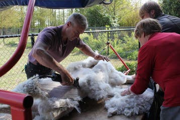 Topkwaliteit Alpaca wol om te spinnen of vilten en breiwol., Hobby en Vrije tijd, Spinnewielen en Spinnen, Ophalen of Verzenden