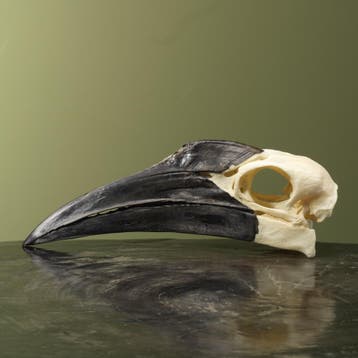 Zuidelijke Hoornraaf Schedel, Verzamelen, Dierenverzamelingen, Ophalen of Verzenden, Nieuw, Vogel, Opgezet dier