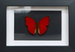 Vlinder Taxidermie volledige montage - Cymothoe sangaris -