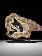 C- Prachtige grote plak versteend hout op een maatwerk