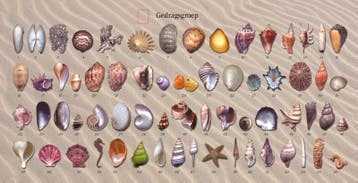 Het Schelpen Orakel set 9789085080572 M. Hanson, Verzenden, Zo goed als nieuw, M. Hanson