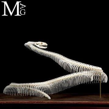 Volledig skelet van een python - Museale voorbereiding -