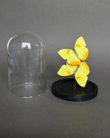 Vlinder Taxidermie volledige montage - Phoebis philea - 20
