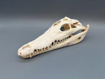 Nijlkrokodil Schedel van een reptiel - Crocodylus niloticus