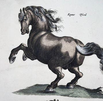 Matthäus Merian (1593-1650) - hand coloured folio: Horses -, Antiek en Kunst