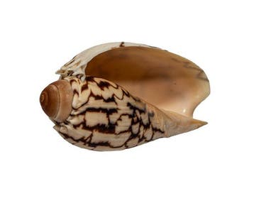 Majestueuze klassieker: keizerlijke walsenschnecke (Cymbiola, Antiek en Kunst