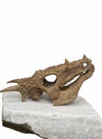 Gedetailleerde Dracorex hogwartsia schedelreplika –