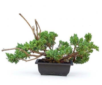 Jeneverbes bonsai (Juniperus) - Hoogte (boom): 23 cm -