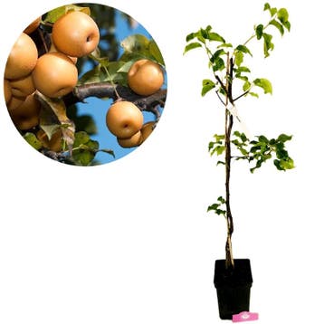 Pyrus pyrifolia ‘Shinko’ + pot 23cm, Verzenden, Volle zon