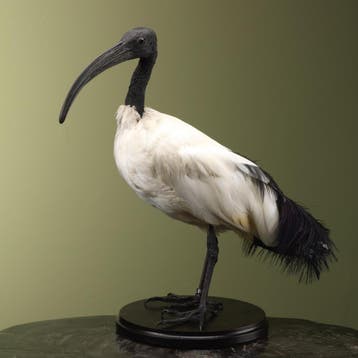 Heilige Ibis Taxidermie Opgezette Dieren By Max, Ophalen of Verzenden, Nieuw, Vogel, Opgezet dier