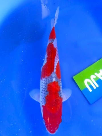 HQ Goshiki van Yamaju  36cm *VERKOCHT* (Japanse Koi), Dieren en Toebehoren, Karper of Koi
