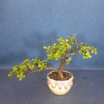Jade bonsai (Crassula/Portulacaria) - Hoogte (boom): 19 cm -
