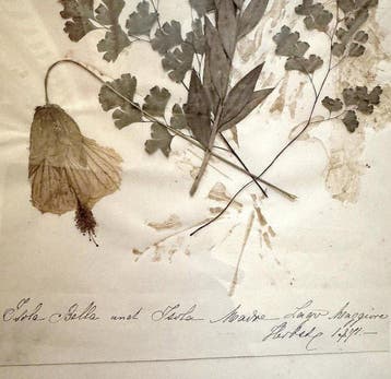 Collectie historische herbaria - Nederland 1955–1972 +