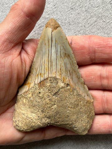 Tand van Megalodon, 9,0 cm - Fossiele tand - Carcharocles