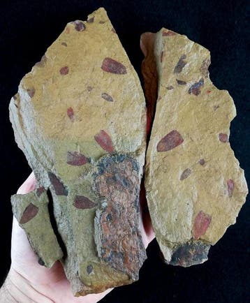 Primitieve spons – uitzonderlijk behoud!!! - Gefossiliseerd