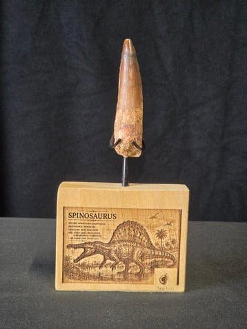 Spinosaurus - Gefossiliseerd dier - Spinosaur Aegyptiacus