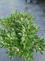 @ ALLE MATEN RHODODENDRONS. (rododendron, rhododendron ), Ophalen of Verzenden, In pot, Minder dan 100 cm