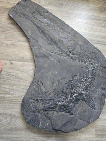 Ichthyosaurus - Fossiel skelet - Rare Fossil - Mixosaurus