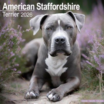 American Staffordshire Terrier Kalender 2026, Verzenden, Nieuw