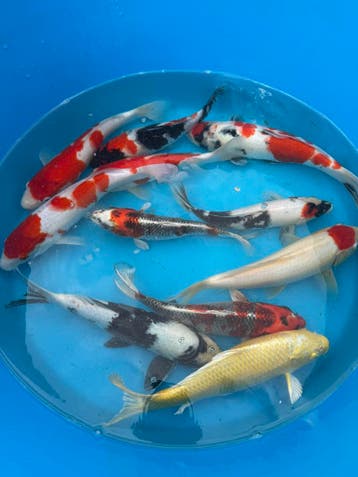Japanse koi veiling via WhatsApp - bied mee vanaf €1, Karper of Koi