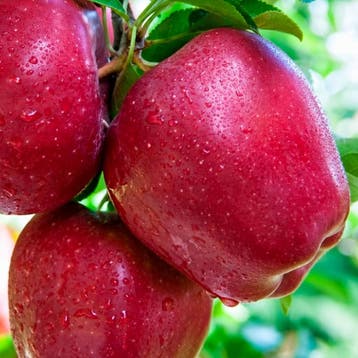 Appel Summerred container (P18) Roze, Wit, Verzenden