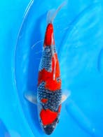 HQ Goshiki van Ozumi Ikarashi 37cm (Japanse Koi), Dieren en Toebehoren, Vissen | Vijvervissen, Karper of Koi