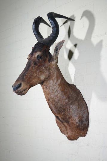 Hartenbeest Taxidermie wandmontage - Alcelaphus buselaphus -, Nieuw