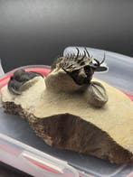 Trilobiet - Gefossiliseerd dier - Walliserops issimourensis