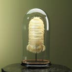 Pissebed Taxidermie volledige montage - Bathynomus giganteus, Nieuw