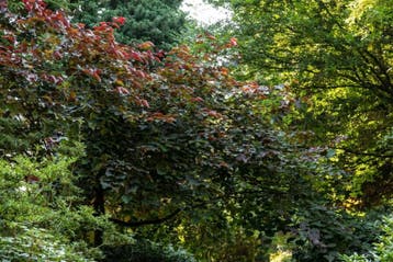 Cercis canadensis Forest Pansy meerstammig 250-300