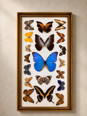 Wanddecoratie - Brazilië - Vlindercollectie