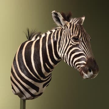 Zebra Taxidermie Opgezette Dieren By Max, Ophalen of Verzenden, Nieuw, Wild dier, Opgezet dier