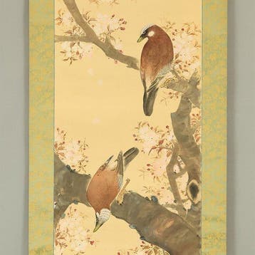 Two Eurasian Jays Perched on Cherry Tree with Box - with
