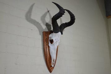 Hartebeest skull Schedel - Alcelaphus buselaphus - 33 cm -, Nieuw