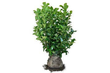 Laurier Ani, Winterharde Laurier, compacte wintergroene haag, Ophalen of Verzenden, Laurier, Haag, Minder dan 100 cm