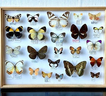 Historische entomologische collectie 23 Exotische dag en, Nieuw