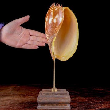 Fascinerend specimen van een Volutidae-schelp - Zeeschelp -, Verzamelen