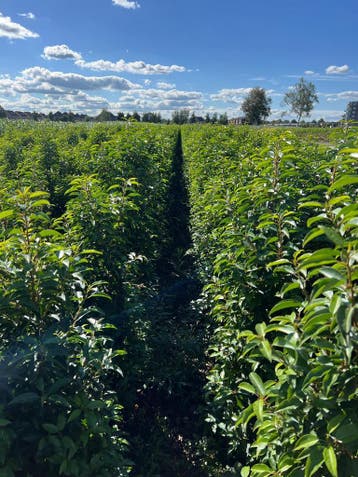 Portugese laurier | Wintergroene haagplanten, Ophalen of Verzenden, Laurier, Haag, 100 tot 250 cm
