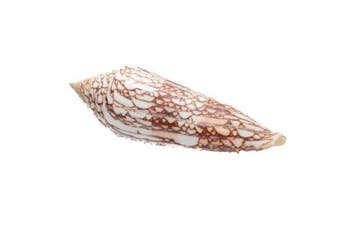 Conasprella milneedwardsi clytospira | Megaslak - Zeldzaam, Verzamelen, Nieuw